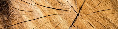 holz holz